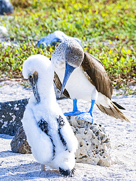 Adult Blue-footed booby (Sula nebouxii) with chick on North Seymour Island, Galapagos Islands, UNESCO World Heritage Site, Ecuador, South America