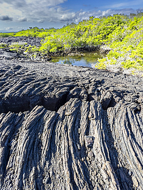 Pahoehoe lava on the youngest island in the Galapagos, Fernandina Island, Galapagos Islands, UNESCO World Heritage Site, Ecuador, South America