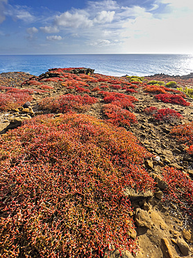 Galapagos carpet (Sesuvium edmonstonei), Punta Pitt, San Cristobal Island, Galapagos, UNESCO World Heritage Site, Ecuador, South America