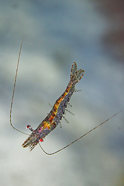 An adult red cherry shrimp (Neocaridina davidi), out over the reef off Wohof Island, Raja Ampat, Indonesia, Southeast Asia, Asia