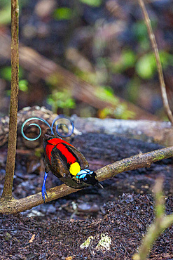 A male Wilson's bird-of-paradise (Cicinnurus respublica), in courtship display on Waigeo Island, Raja Ampat, Indonesia, Southeast Asia, Asia