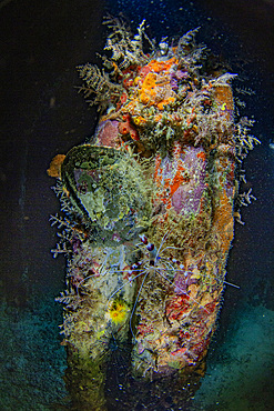 An adult banded coral shrimp (Stenopus hispidus), on a night snorkel at Arborek Reef, Raja Ampat, Indonesia, Southeast Asia, Asia