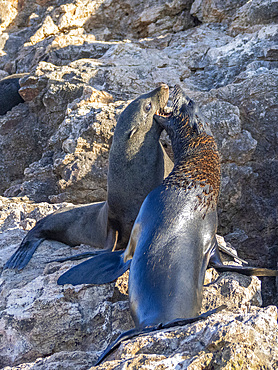 Guadalupe fur seals (Arctocephalus townsendi), at new haul out on Las Animas Island, Baja California Sur, Sea of Cortez, Mexico, North America