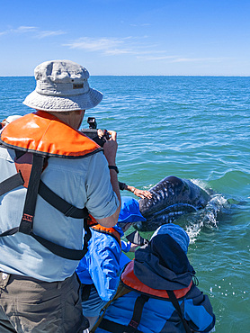 California gray whale calf (Eschrictius robustus), with excited tourists in San Ignacio Lagoon, Baja California, Mexico, North America