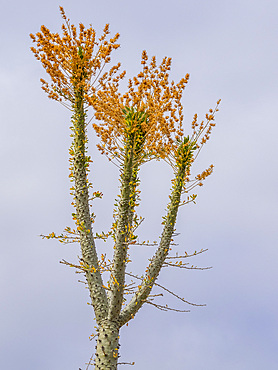 Boojum tree (Fouquieria columnaris), just outside Bahia de los Angeles, Baja California, Sea of Cortez, Mexico, North America