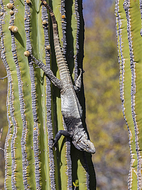 Adult San Esteban spiny-tailed iguana (Ctenosaura conspicuosa), endemic to Isla San Esteban, Baja California, Mexico, North America