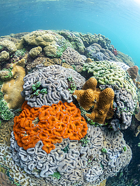 A myriad of hard and soft corals compete for space on the substrate of the snorkel site known as the Milky Way, Palau, Micronesia, Pacific