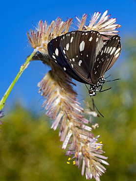 An adult common crow butterfly, Euploea core, in Vansittart Bay, Kimberley, Western Australia, Australia, Pacific