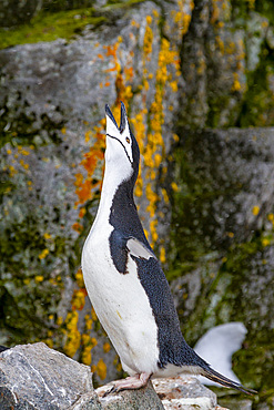 Chinstrap penguin (Pygoscelis antarctica), ecstatic display at breeding colony at Half Moon Island, Antarctica, Polar Regions