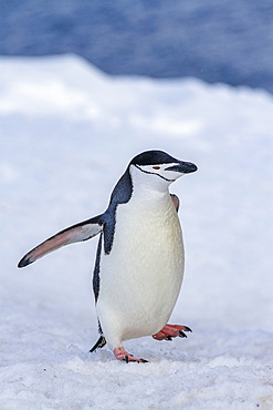 Chinstrap penguin (Pygoscelis antarctica), at breeding colony at Half Moon Island, Antarctica, Southern Ocean, Polar Regions