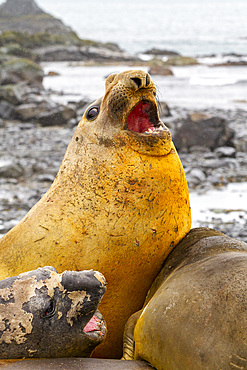 Southern elephant seals (Mirounga leonina), hauled out for their annual catastrophic molt (moult) on the beach at Snow Island, Antarctica, Polar Regions