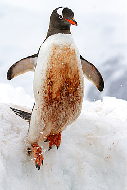 Adult gentoo penguin (Pygoscelis papua), leaping off ice shelf at Cuverville Island, Antarctica, Southern Ocean, Polar Regions