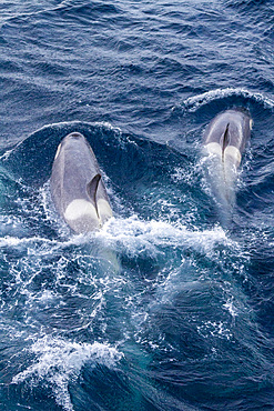 A large pod of Gerlache Strait type B killer whales (Orcinus orca), traveling and socializing in Gerlache Strait, Antarctica, Polar Regions