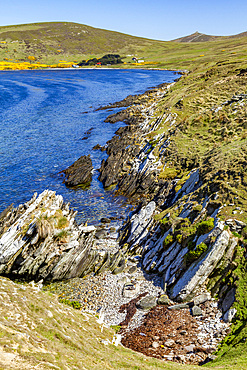 View of the McGill sheep farm on Carcass Island in Port Patterson in the Falkland Islands, South Atlantic Ocean, South America