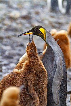 A rare melanistic king penguin, Aptenodytes patagonicus, feeding its 'okum boy' chick at Fortuna Bay, South Georgia Island.