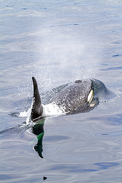 An adult bull killer whale (Orcinus orca) surfacing in Johnstone Strait, British Columbia, Canada, Pacific Ocean, North America