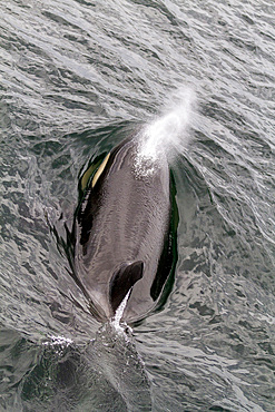 Adult female killer whale (Orcinus orca) surfacing in Chatham Strait, Southeast Alaska, Pacific Ocean.