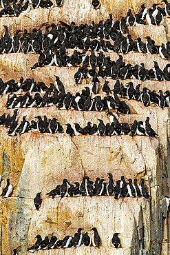 Brunnich's guillemot (Uria lomvia) breeding and nesting site at Cape Fanshawe in the Svalbard Archipelago, Norway, Arctic, Europe