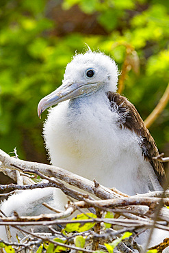 Great frigatebird chick (Fregata minor) on the nest on North Seymour Island in the Galapagos Island Archipelago, Ecuador.