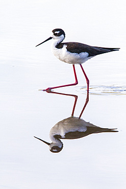 Adult black-necked stilt (Himantopus mexicanus) wading and feeding in a brackish water lagoon on Floreana Island, Galapagos, UNESCO World Heritage Site, Ecuador, South America