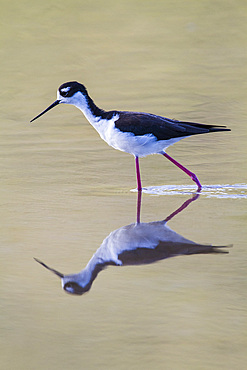 Adult black-necked stilt (Himantopus mexicanus) wading and feeding in a brackish water lagoon on Floreana Island, Galapagos, UNESCO World Heritage Site, Ecuador, South America