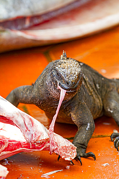 The endemic Galapagos marine iguana (Amblyrhynchus cristatus) feeding on fish at the Puerto Ayora fish market, Ecuador.