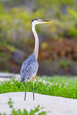 Adult great blue heron (Ardea herodias cognata) hunting for green sea turtle hatchlings in the Galapagos Islands, UNESCO World Heritage Site, Ecuador, South America