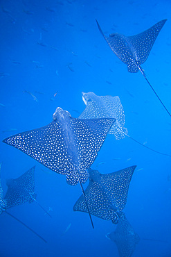 Spotted eagle rays (Aetobatus narinari) underwater at Leon Dormido Island off San Cristobal Island, Galapagos, Ecuador.