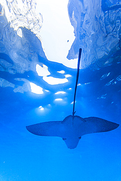 Spotted eagle ray (Aetobatus narinari) underwater at Leon Dormido Island off San Cristobal Island, Galapagos, Ecuador.