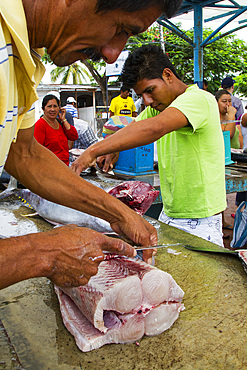 Scene of the fish market in the port town of Puerto Ayora, Santa Cruz Island, Galapagos Islands, UNESCO World Heritage Site, Ecuador, South America