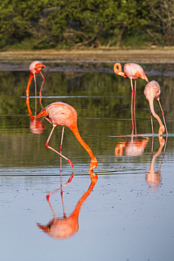 Greater flamingos (Phoenicopterus ruber) foraging for small pink shrimp in saltwater lagoon in the Galapagos Islands, UNESCO World Heritage Site, Ecuador, South America