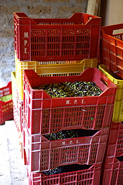 Red boxes filled with olives, Umbria, Italy