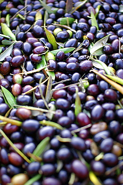 Olives, Umbria, Italy