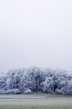 A meadow and a snow covered forest, Leoni, Lake Starnberg, Bavaria, Germany