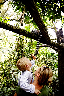 Mother and son watching at a ring-tailed lemur, Zoo, Singapore