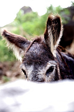 Donkey, Praia, Santiago, Cape Verde