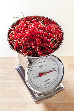 Weighing of redcurrants, making jam, Hamburg, Germany