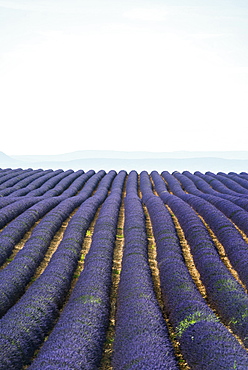 lavender field, near Valensole, Plateau de Valensole, Alpes-de-Haute-Provence department, Provence, France