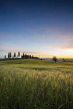 landscape near Pienza, Val d`Orcia, province of Siena, Tuscany, Italy, UNESCO World Heritage