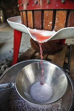 Rhubarb being squeezed by a historical press, fine spirits from Boetzingen, Black Forest, Baden-Wuerttemberg, Germany