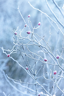 white frost on a bush in Vellberg, Schwaebisch Hall, Baden-Wuerttemberg, Germany