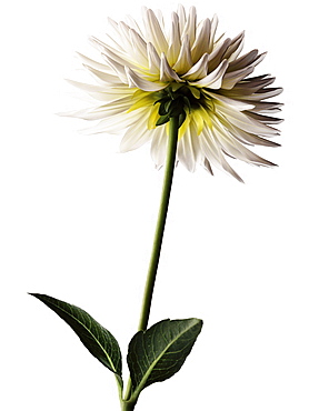 White dahlia in full blossom, Flower