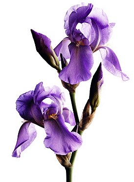 Iris in flower, Petals, Flower, Nature