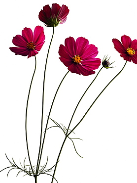 Garden cosmos, Asters, Blossom, Flowers