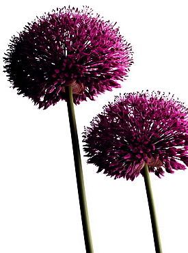 Flowering chives, Blossom, Flower