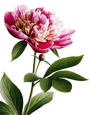 Peony flower in bloom, Blossom, Botanic