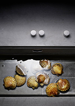 Mussels in a water basin, Seafood, Food