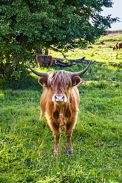 Galloway cattle, Holnis penninsula, Baltic Coast, Schleswig-Holstein, Germany