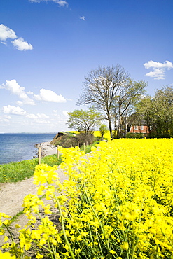 Rapeseed field on a cliff near Travemuende, Luebeck Bay, Baltic Coast, Schleswig-Holstein, Germany