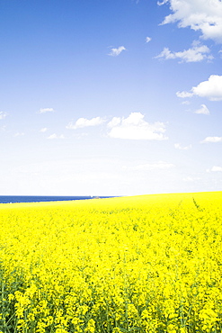 Rapeseed field on a cliff near Travemuende, Luebeck Bay, Baltic Coast, Schleswig-Holstein, Germany